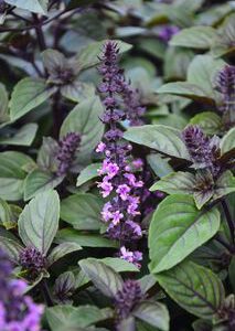 Ocimum kilimand. x basilicum – African Blue Basilikum
