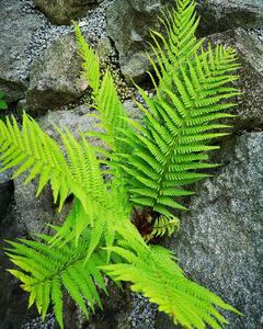 Krauser Wurmfarn – Dryopteris filix-mas – Crispa Cristata