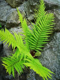 Krauser Wurmfarn - Dryopteris filix-mas - Crispa Cristata