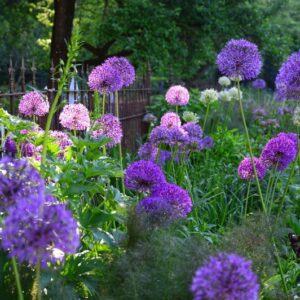 Allium Ambassador (Riesen Lauch)