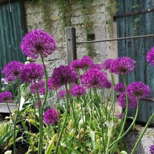 Allium Ambassador (Riesen Lauch)